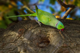 Ring-necked Parakeet 